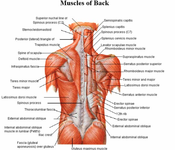 are deadlifts good for you - back muscles